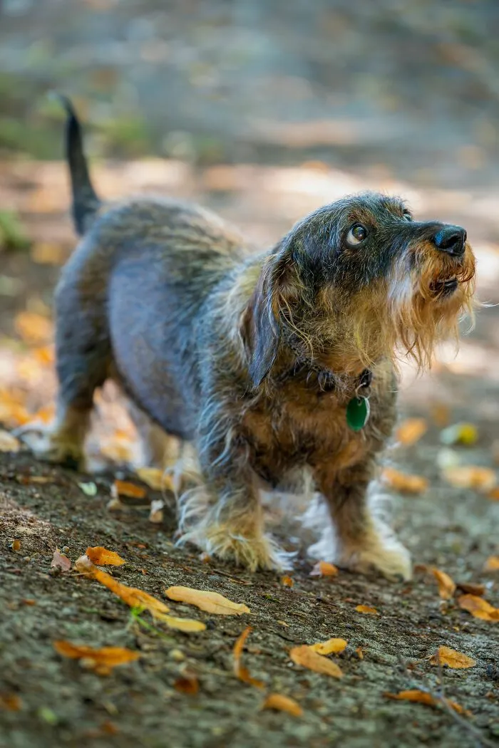 You Can't Teach An Old Dog New Tricks
