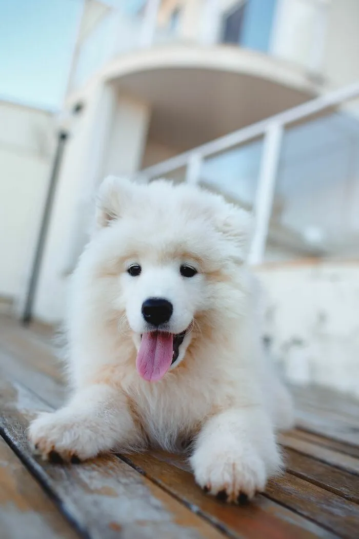 Breed Automatically Determines Behavior