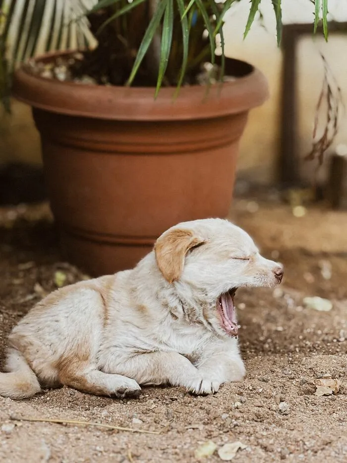 Yawning Always Means A Dog Is Tired