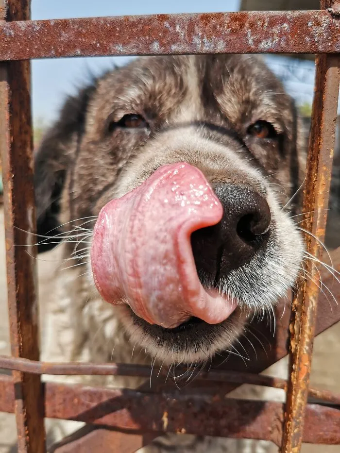 Licking Is Always A Sign Of Affection