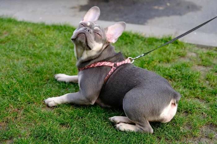 Ignoring Their Owner Means A Dog Is Being Stubborn