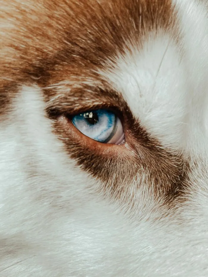 Dogs See The World In Black And White