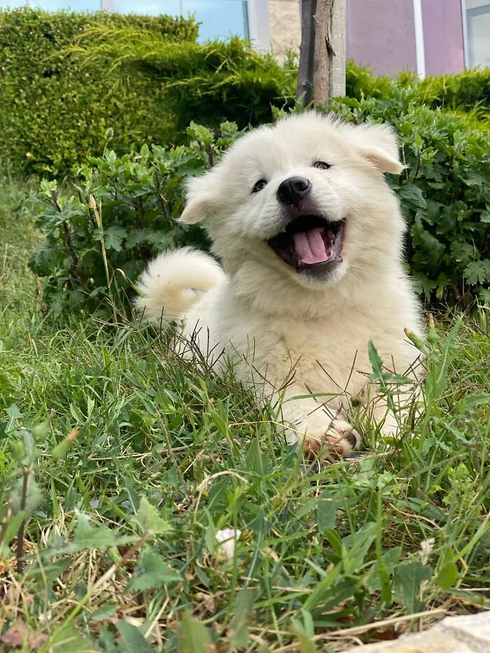 Socializing A Puppy Means Exposing Them To As Many People, Animals, Places, And Experiences As Possible