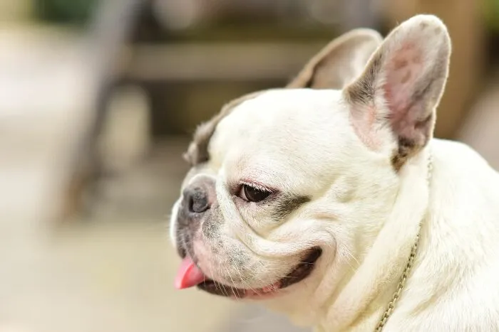 Dogs Misbehave Out Of Spite Or Revenge