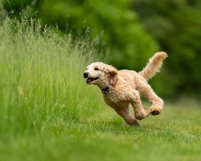 The "Zoomies" Are Not Normal