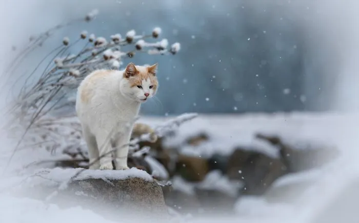 Feline Portrait Category Finalist - "Winter Whiskers" By Betty Brodie