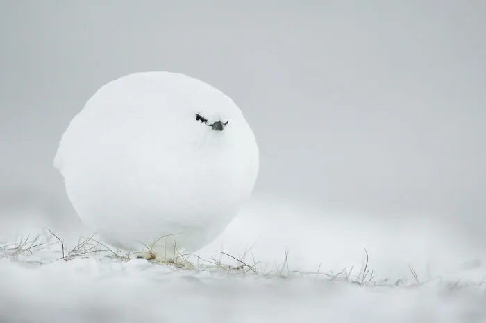 Bola de nieve, por Jacques Poulard