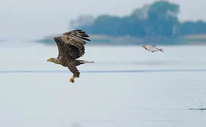 80 Of The Funniest Wildlife Photos Ever Recognized By The Comedy Wildlife Awards Over The Last 10 Years