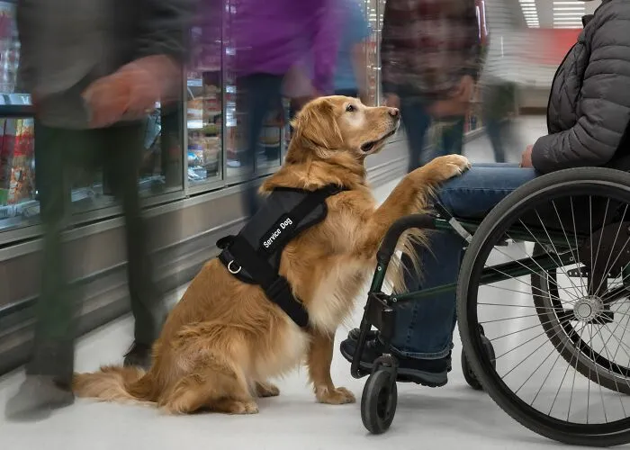 Pets And People Category - "I'm Your Constant In The Chaos (1)" By Cris Skinner