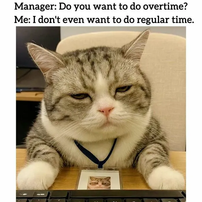 34 Hilarious Work Memes For Anyone Who Has Ever Had A Job