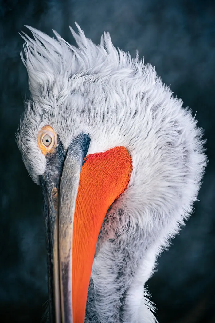 35 Nature Portraits That Celebrate The Beauty, Diversity, And Character Of The Natural World