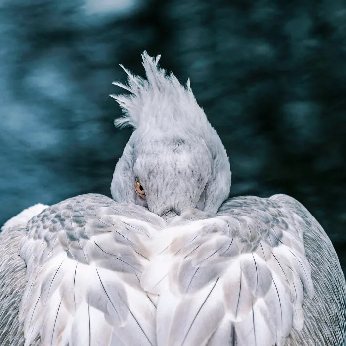 35 Nature Portraits That Celebrate The Beauty, Diversity, And Character Of The Natural World
