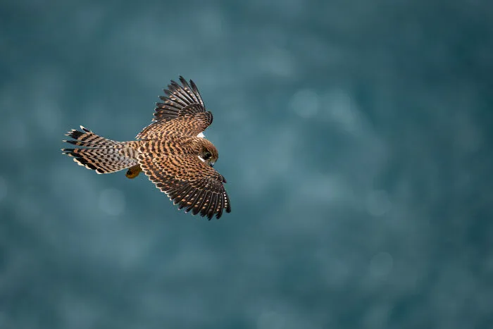 35 Nature Portraits That Celebrate The Beauty, Diversity, And Character Of The Natural World