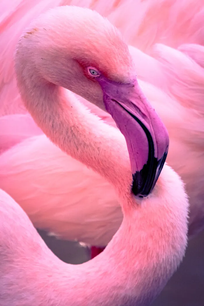 35 Nature Portraits That Celebrate The Beauty, Diversity, And Character Of The Natural World