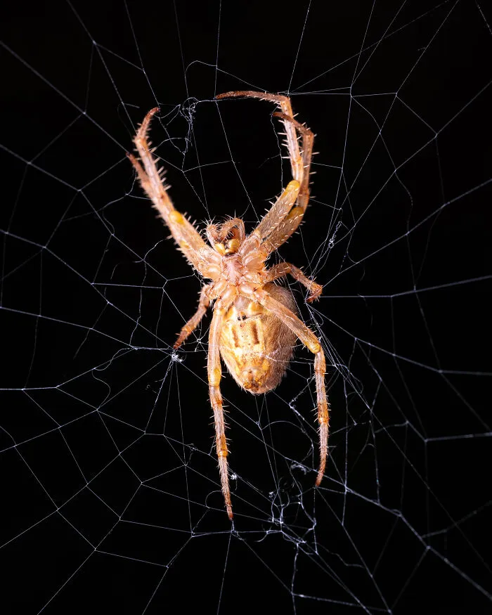 35 Nature Portraits That Celebrate The Beauty, Diversity, And Character Of The Natural World