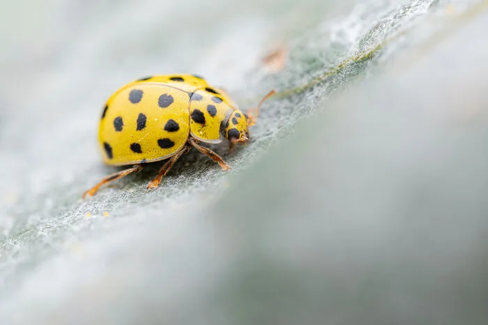 35 Nature Portraits That Celebrate The Beauty, Diversity, And Character Of The Natural World