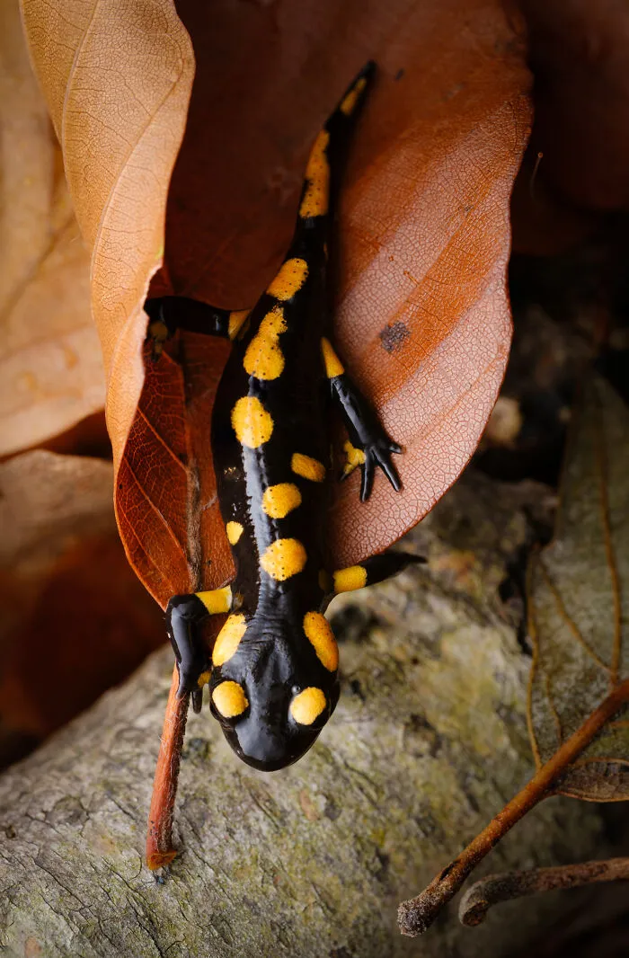 35 Nature Portraits That Celebrate The Beauty, Diversity, And Character Of The Natural World