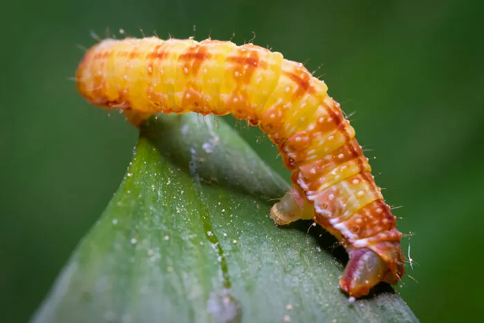 35 Nature Portraits That Celebrate The Beauty, Diversity, And Character Of The Natural World