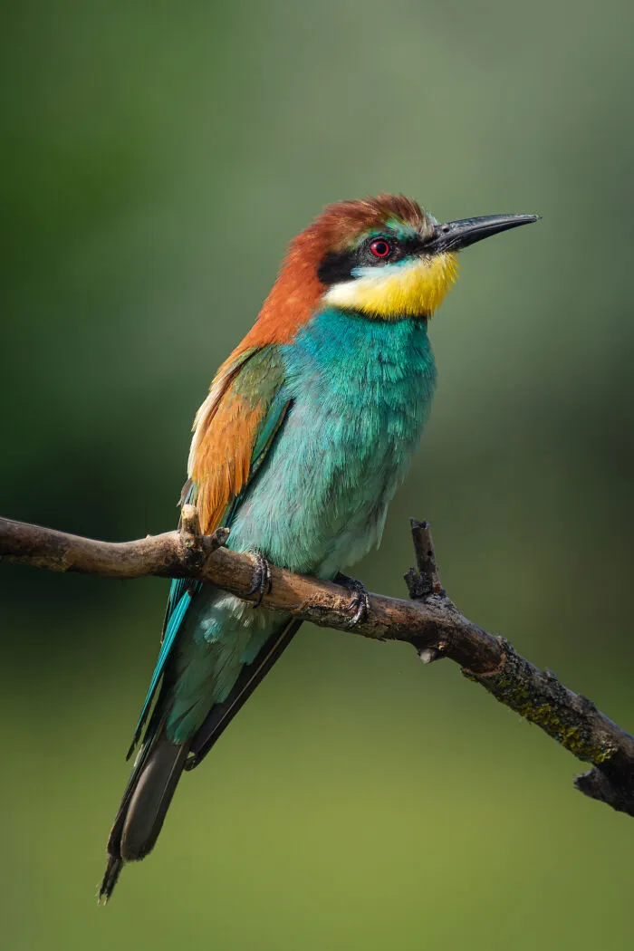 35 Nature Portraits That Celebrate The Beauty, Diversity, And Character Of The Natural World