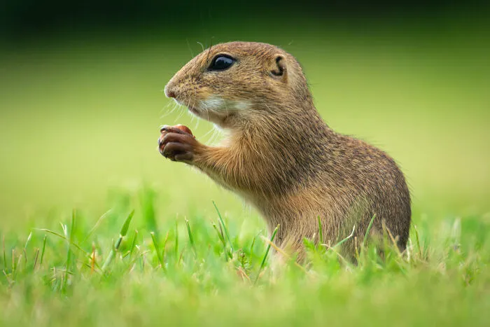 35 Nature Portraits That Celebrate The Beauty, Diversity, And Character Of The Natural World