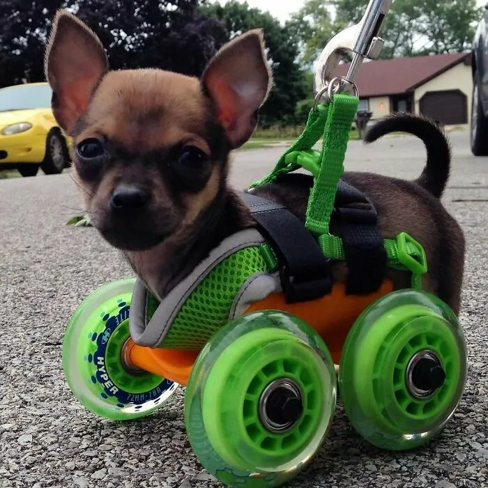 This Is One Of Turb’s Very First Wheelie Cute Photos