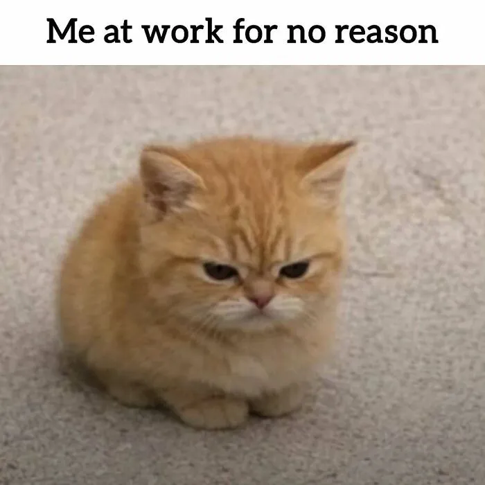 34 Hilarious Work Memes For Anyone Who Has Ever Had A Job