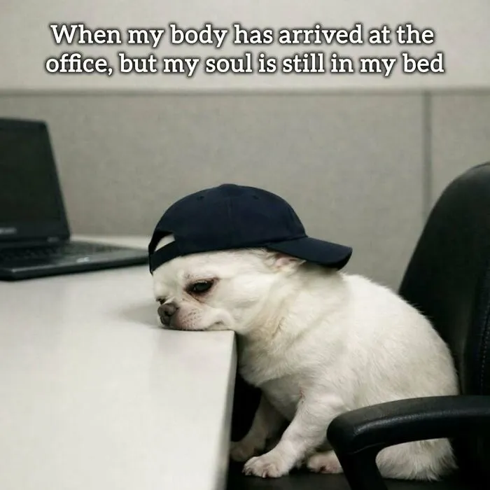 A relatable meme of a dog wearing a cap, looking tired at an office desk, illustrating the dread of working tomorrow.