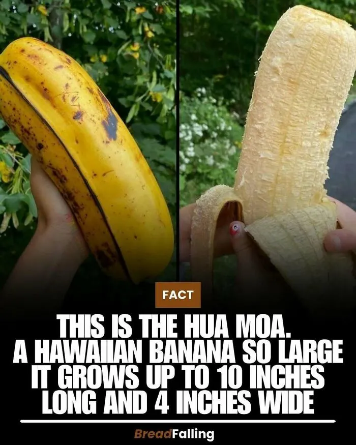 63 Mind-Blowing Facts That Sound Made Up But Aren't