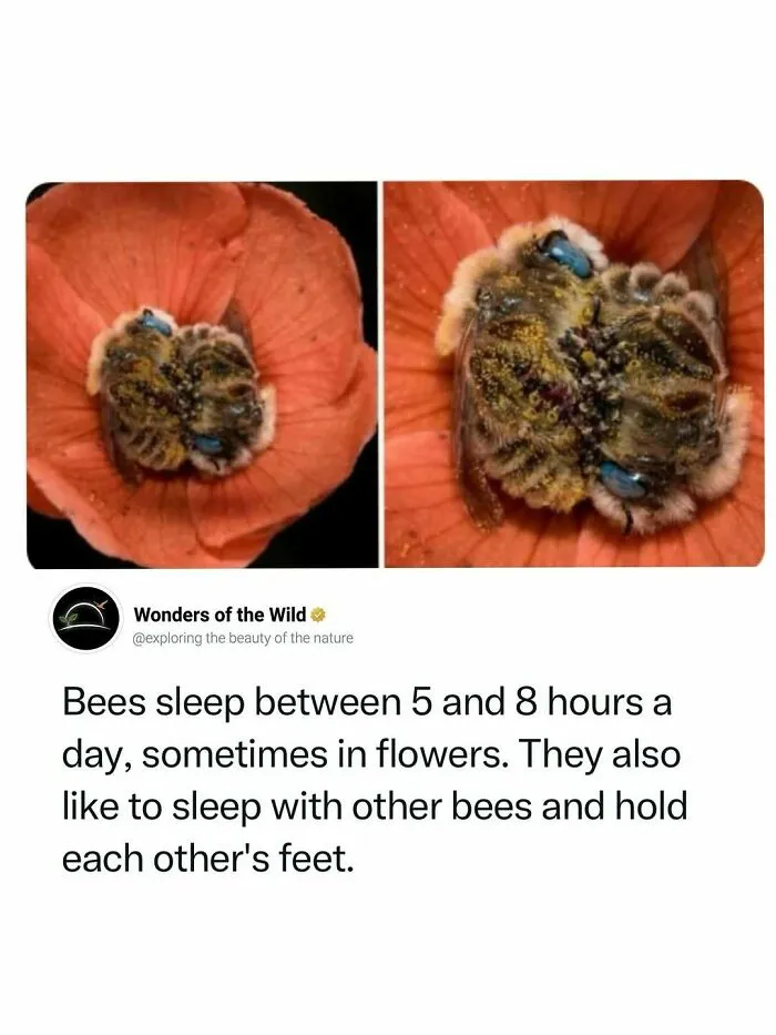 44 Fun And Interesting Facts To Add To Your Animal Knowledge