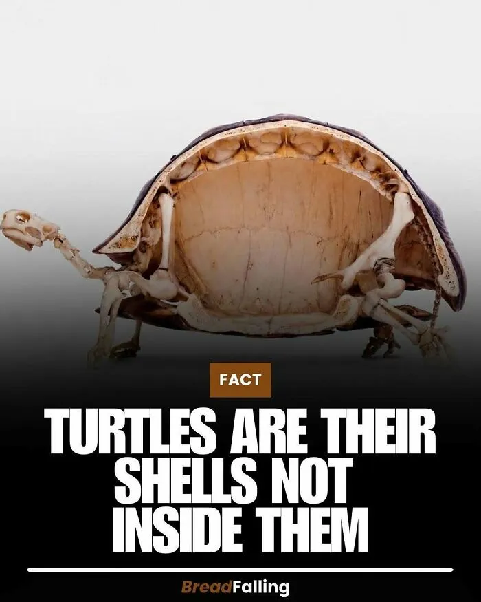 63 Mind-Blowing Facts That Sound Made Up But Aren't