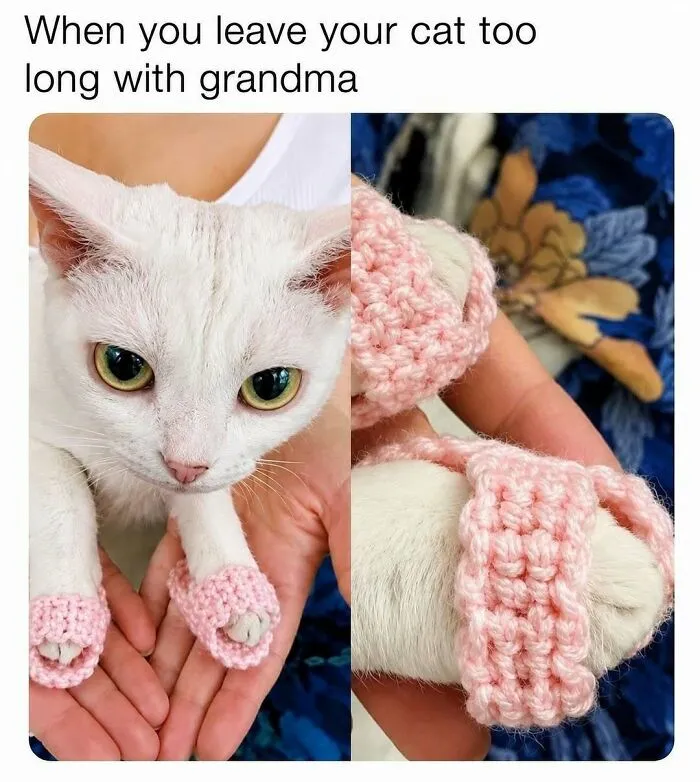 Leave Your Cat With Grandma For Too Long And Suddenly They Come Back Spoiled