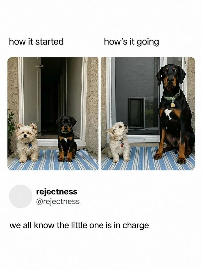 If You’re Having A Rough Day, These 66 Memes And Comments Might Help You Bring Your Smile Back