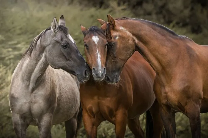 Equine Portrait Category Finalist - "Oldie Friends" By Diane Bliessen