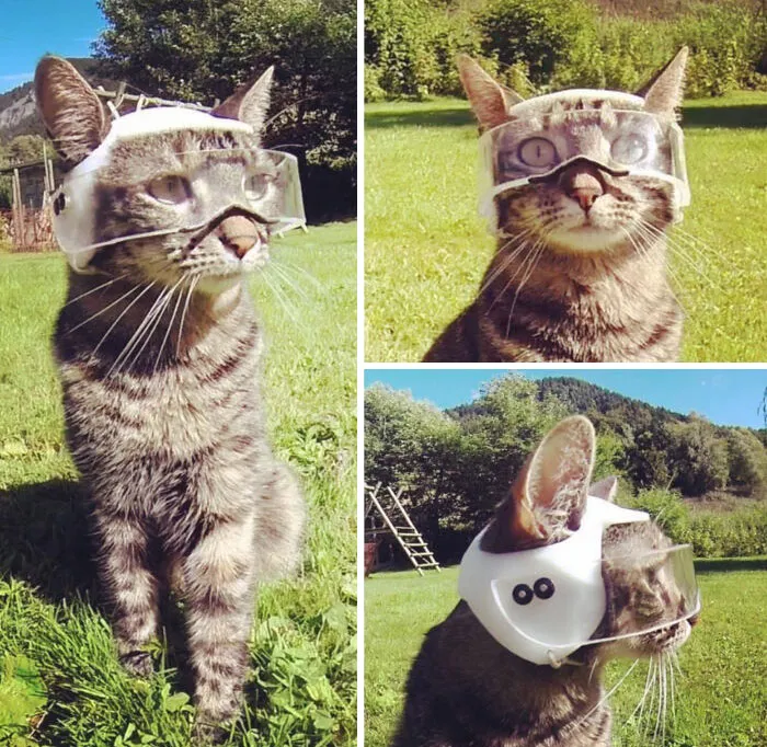 ¡Este chico de Instagram imprimió en 3D un casco para su gato para poder llevarlo a montar en bicicleta o en moto!