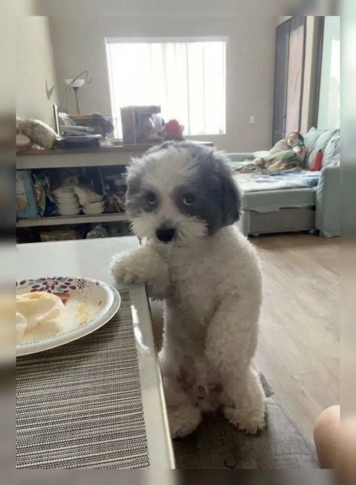 A small silly animal, a black and white dog, stands on its hind legs at a table, looking guilty.