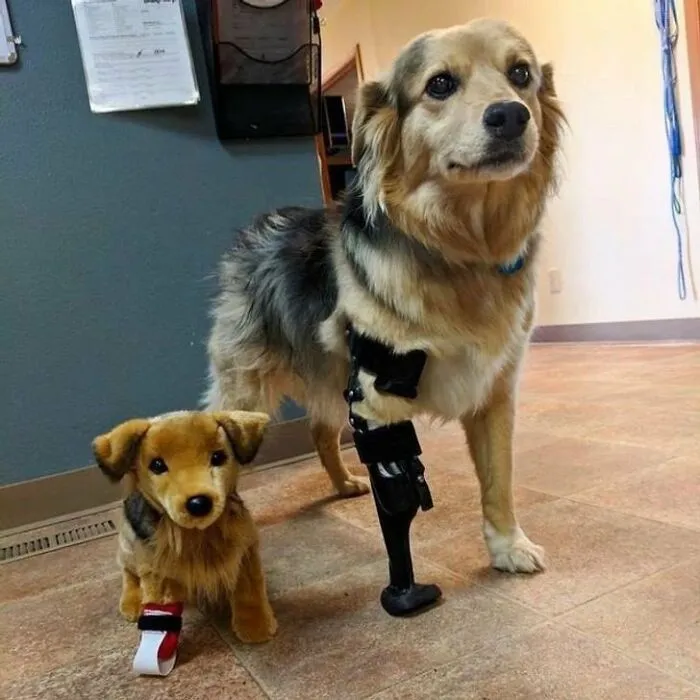83 Photos Of Silly, Funny And Weird Animals That Might Lift Your Mood