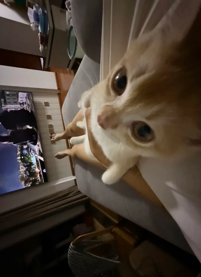 A close-up of a silly animal, an orange and white kitten, looking at the camera while being held.