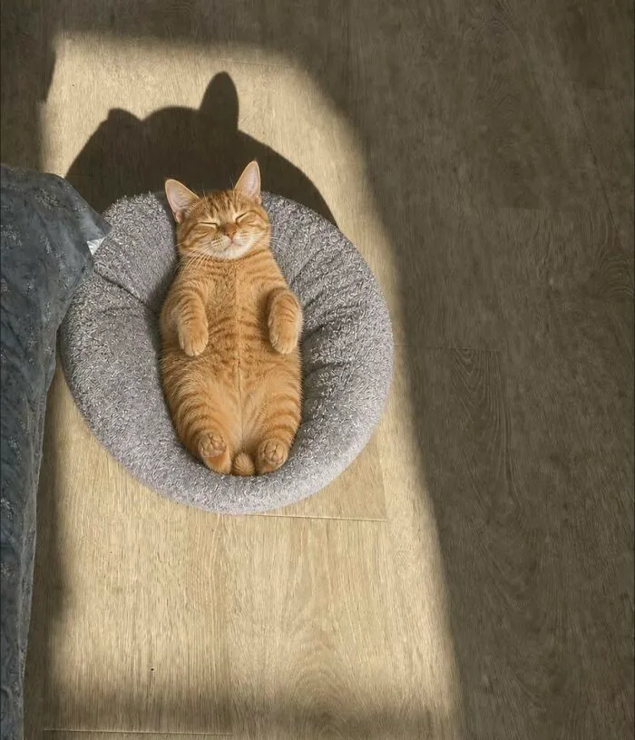 An orange cat is lying on its back in a round grey pet bed, basking in a patch of sunlight. Silly animals.