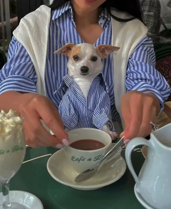 A small dog in a blue striped shirt sitting at a table with a person, enjoying a drink like other silly animals.