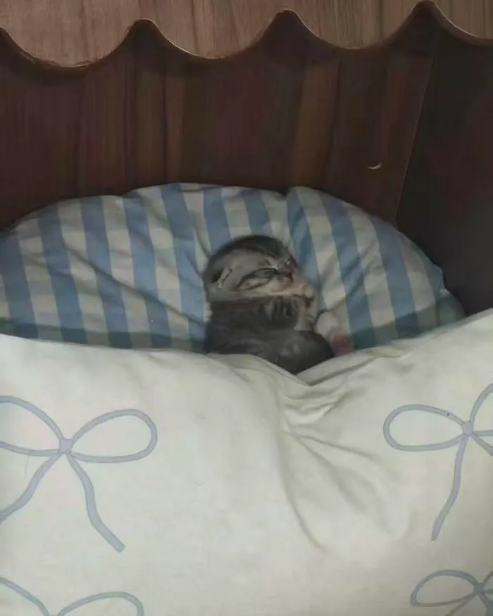 A tiny kitten curled up and sleeping soundly on a striped pillow, a sweet image of silly animals.