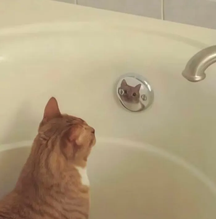 A silly animal, an orange cat, sitting in a bathtub and looking at its reflection in the drain cover.