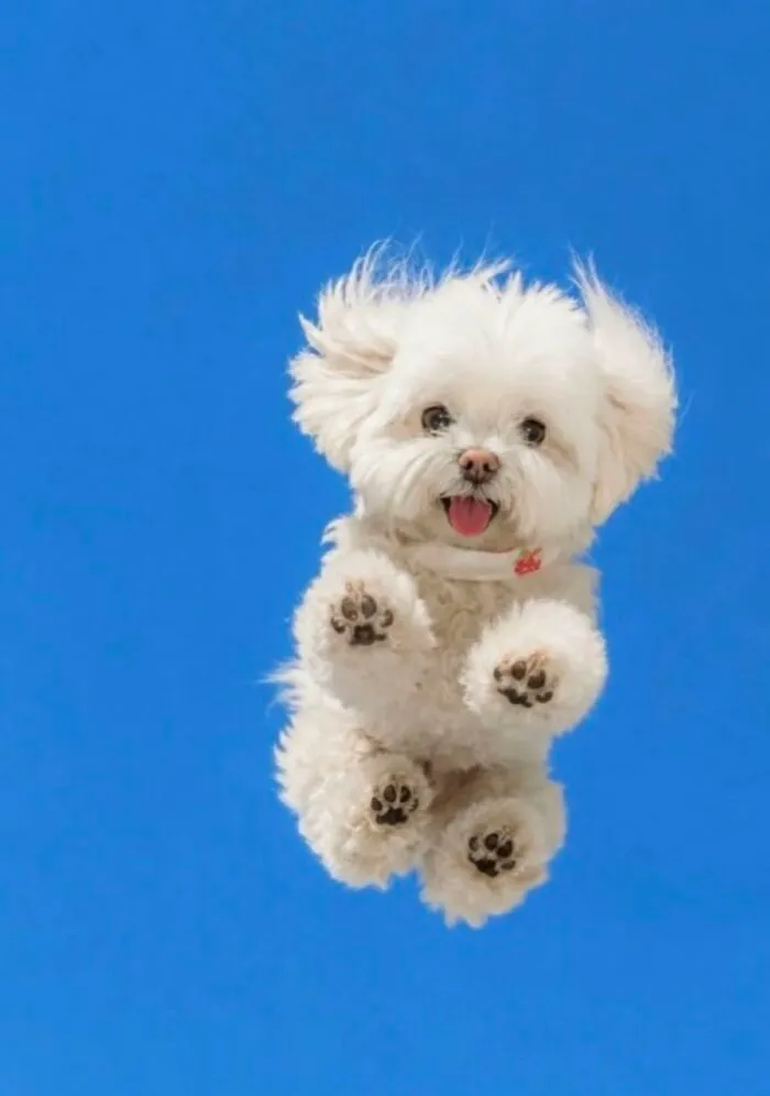 A silly white maltese dog appears to be flying against a bright blue sky, showcasing silly animals.