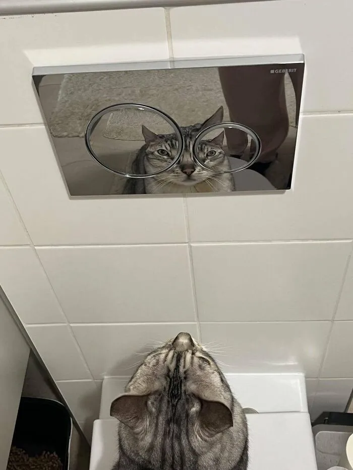 A silly animal, a cat, looks up at a toilet flush button with its reflection comically distorted.
