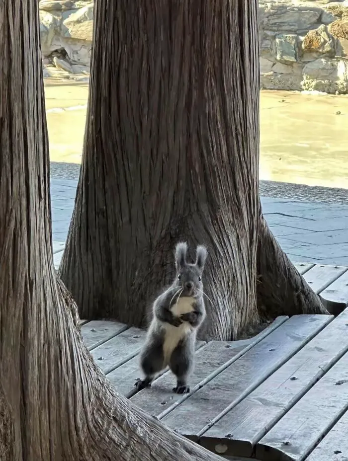 83 Photos Of Silly, Funny And Weird Animals That Might Lift Your Mood