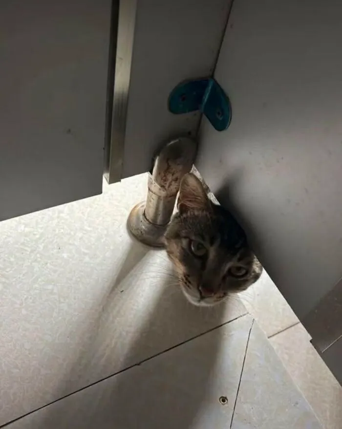 Curious cat, a silly animal, peeking from behind a pipe in a tight corner.