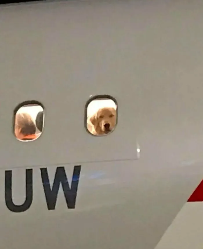 Silly animals: A golden retriever dog looking out an airplane window. Amusing animal adventures.