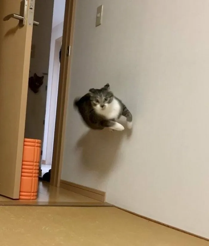 83 Photos Of Silly, Funny And Weird Animals That Might Lift Your Mood