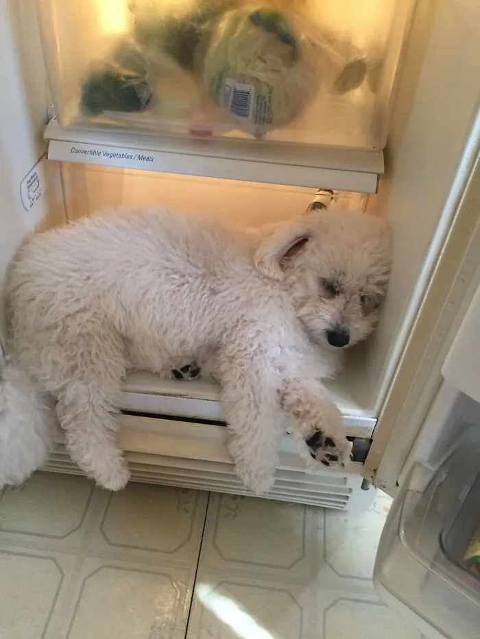 Fluffy dog, a silly animal, fast asleep inside a refrigerator, keeping cool.