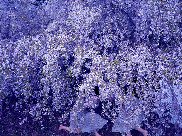 Two people crouching under purple-tinted flowering branches, forming a surreal photo scene.