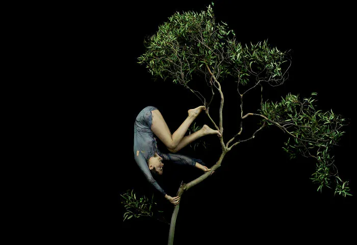 “Tumbling Through The Tree Tops”